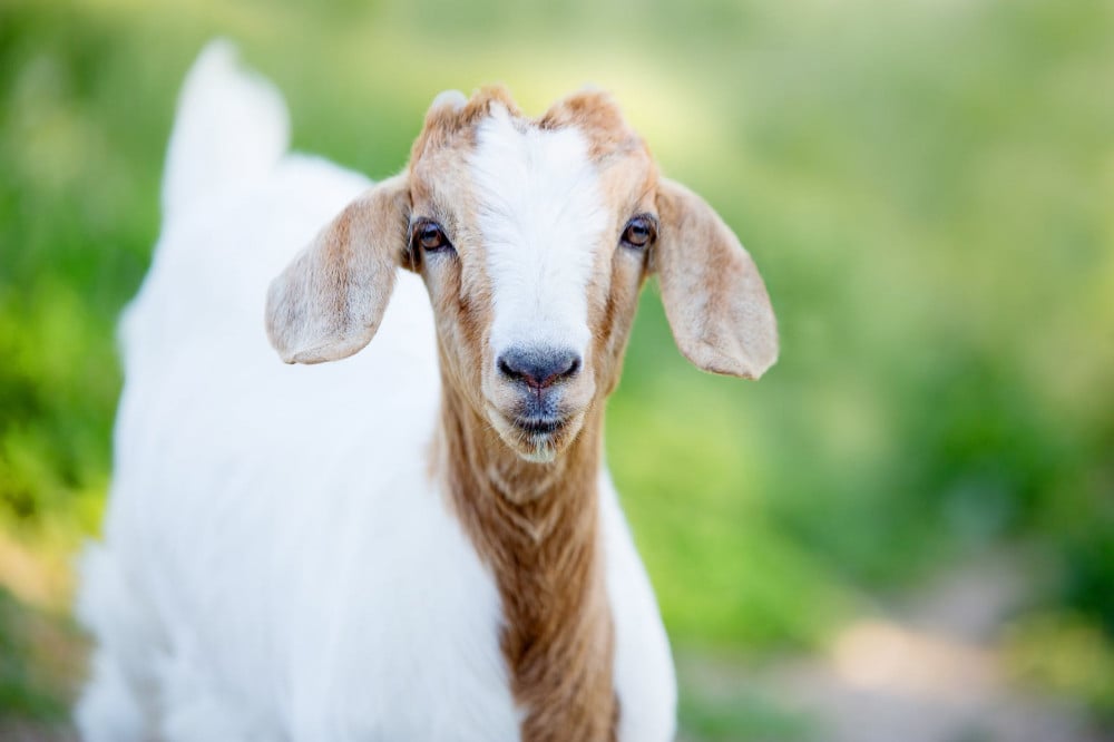 kambing-aqiqah-solo-murah